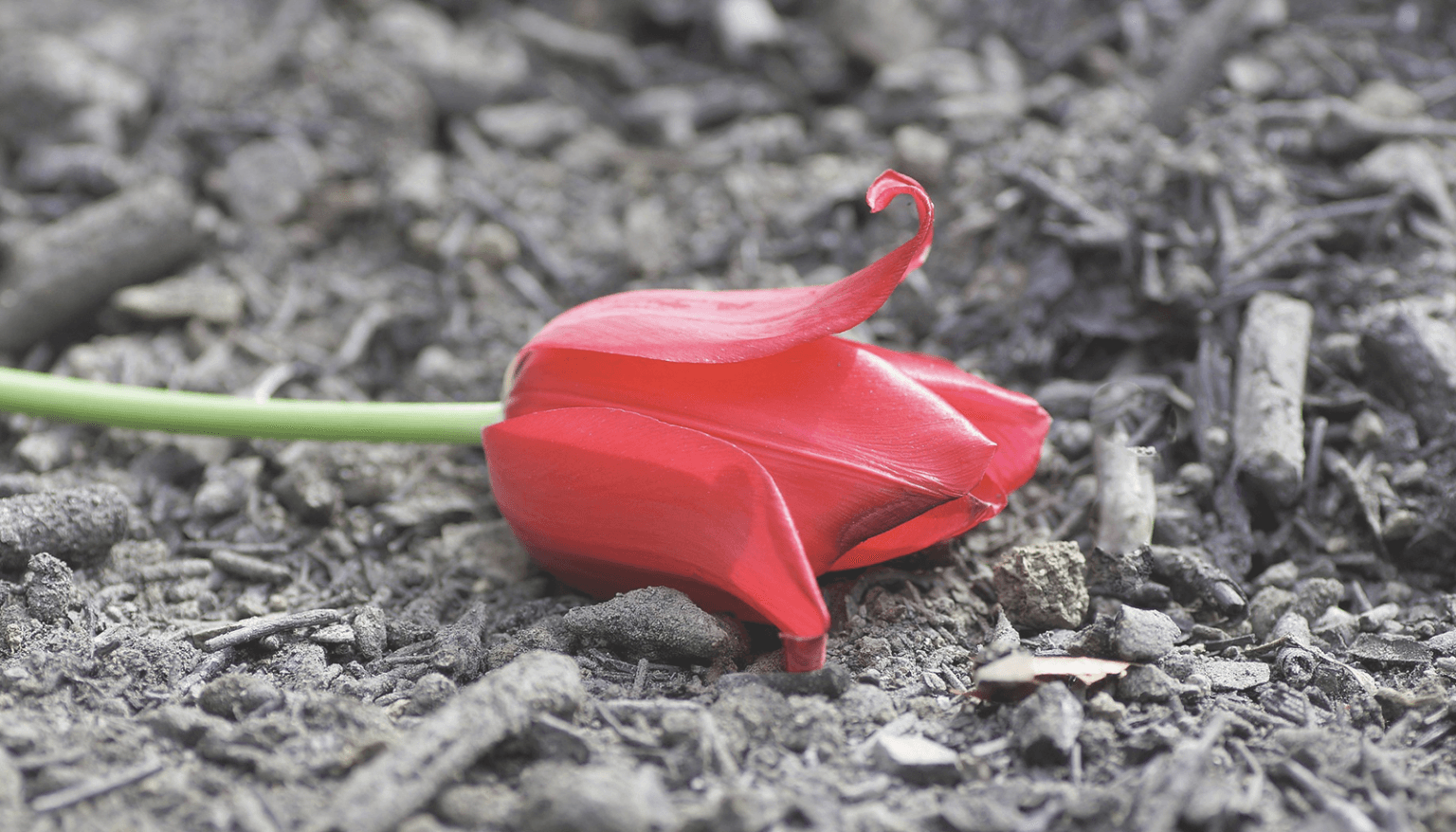 Azur Funeral Services: Home Delivery of Ashes Across Quebec